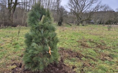 Revalorisation des espaces verts de la ville