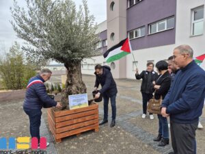 Oliviers pour la paix : la ville solidaire du peuple palestinien