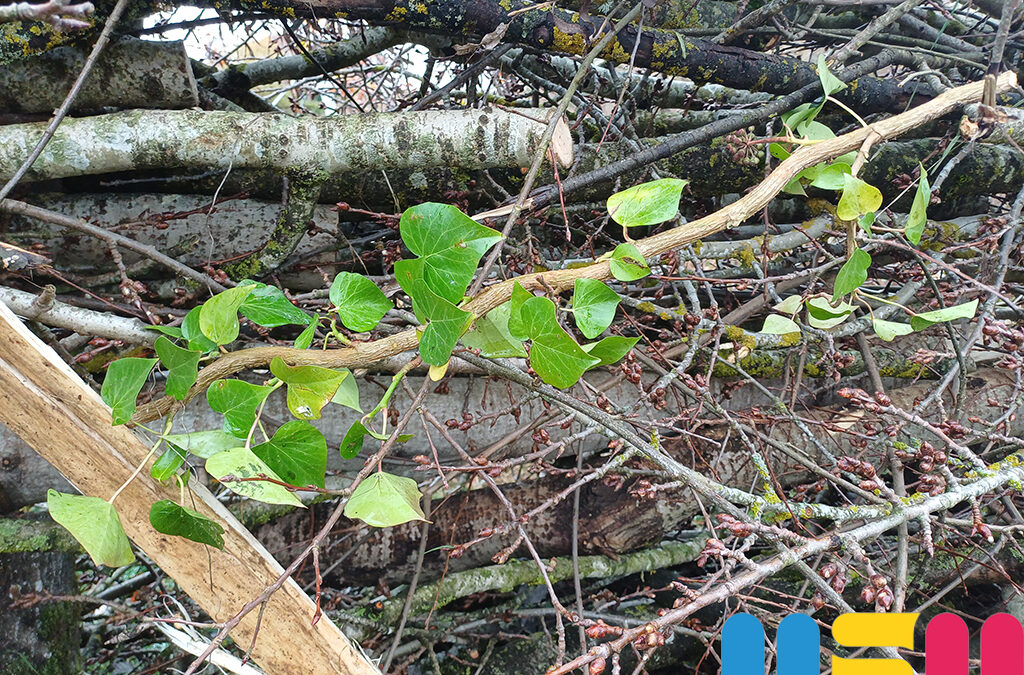 Installation de haies sèches