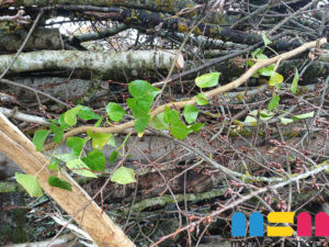 Installation de haies sèches