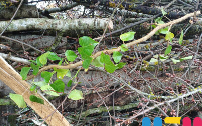 Installation de haies sèches