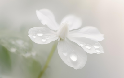 Avis de décès : Corine Crestani